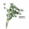 Eryngium